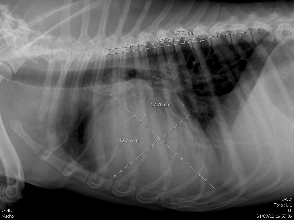 cardiomiopatia dilatada perros